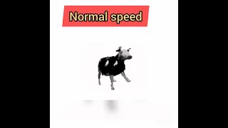 polish cow dancing but the speed keeps on increasing