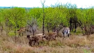 Hyenas eat zebra alive while it tries to escape.! / Hyenas VS Zebra, the hunt is on