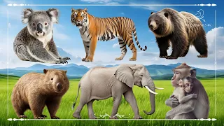 Baby farm animal moments: Koala, Tiger, Bear, Wombat, Elephant & Monkey - Animals Video