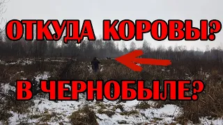 ОТКУДА КОРОВЫ В ЧЕРНОБЫЛЕ? Нашли диких коров около заброшенного села Лубянка