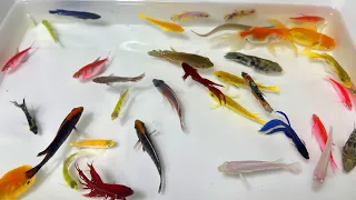 Catch Beautiful Ornamental Fish, Betta, Oranda, Tetra, Angel, Koi, turtle, Radtang, Molly, Spadefish