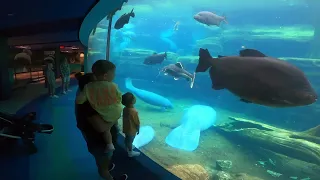 Sea Turtles, Manatees and Huge Fish Oh My! Amazing Underwater Views SeaWorld Orlando