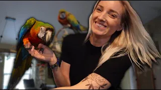 Parrot Handling 101 | Proper Handling With Pet Birds