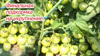 Финальная подкормка томатов на укрупнение плодов- помидоры быстро наливаются!