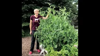 Vegetable Garden Tour 2: Everyone Can Grow a Garden 2019 #20