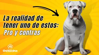 DOGO ARGENTINO:  Ventajas y desventajas de tener uno.