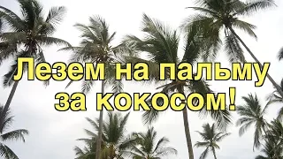 Кокосы на Занзибаре!