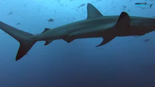 Hammerhead sharks in Wolf Island, Galapagos