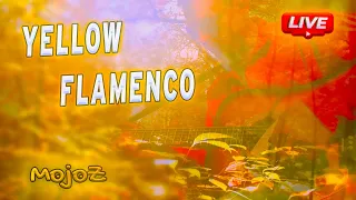 YELLOW FLAMENCO 🔥 🎸 MojoZ Mood Video