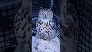 Owl, say it again on camera