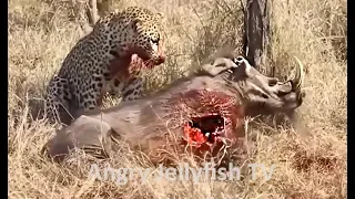 #10 UNCENSORED 18+ eaten ALIVE - Leopard eating alive warthog brutally - Screaming - live feeding