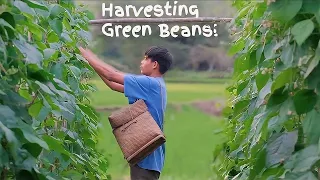 [Story 103] Harvesting beans, cooking lumpia and chocolate porridge!