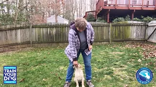 Teaching Your Puppy Tricks - How to Play Peek-a-Boo