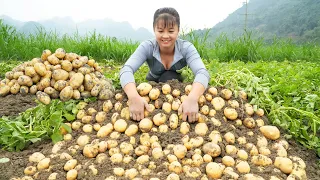 Harvesting A Lot Of Potato Goes To Countryside Market Sell - Grow Vegetable | Free Bushcraft