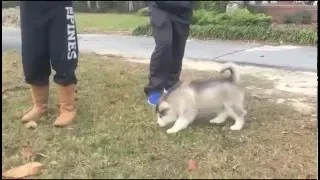 Alaskan Malamute Puppy Vocalizing