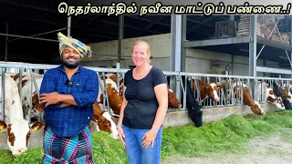A Visit to Interesting dairy farm | Tamil Vlog | Netherlands Tamilan