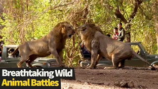 Top 17 INCREDIBLE Wild Animal Fights Caught On Cam (Animal Battles)