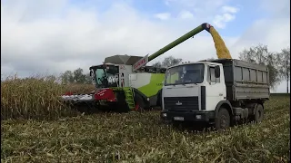 Claas Lexion 770 убирает кукурузу в СПК "Гигант"