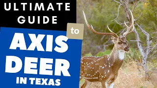 Axis Deer in Texas - The Ultimate Guide to Axis Diets, Hunting, and competition with White-tail.