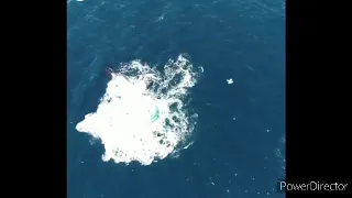 Killer Whale attack Humpback whale and her calf