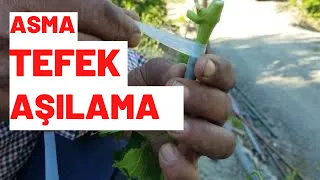 ASMA TEFEK ağacına filiz aşısı nasıl ne zaman yapılır #alanya grafting