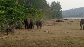 Nagarhole | kabini | bandipur | elephants at the backwaters