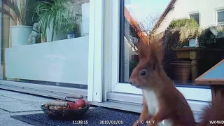 01 Eichhörnchen auf dem Balkon November 2020