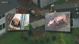 Man arrested, 49 dogs rescued from suspected dog-fighting ring in Pierce County