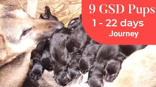 German shepherd gives birth to 9 puppies journey 2021 #germanshepherd #gsd #birth