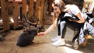 Поездка в Гёрлиц. Зоопарк в Гёрлиц. Görlitz. Görlitz Zoo. Что посмотреть в Гёрлиц.