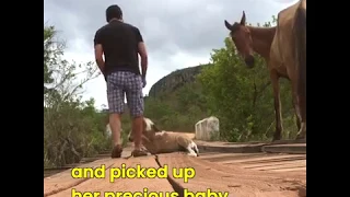 How nice of this man to help mama and baby horse in their terrible situation