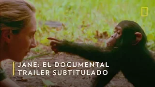 Jane: El Documental sobre la vida de Jane Goodall | Trailer Subtitulado