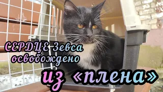 Сердце бездомного кота - СПАСЕНО «ИЗ ПЛЕНА»! Верновцы - помощь животным