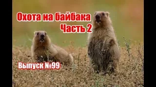 Охота на байбака | Часть 2 | Выпуск №99 (UKR)