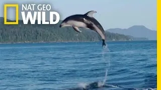 A Showy Dolphin Super-Pod | Destination WILD