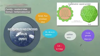 ‘BICARA PENYAKIT IKAN SIRI 1 - VNN (VIRAL NERVOUS NECROSIS): SEJARAH, PENCEGAHAN DAN PENGAWALAN’