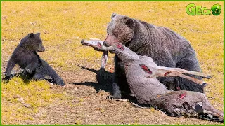 Suddenly, The Brave Elk Stood Up Against The Bear's Attack And The Ending Was Unbelievable