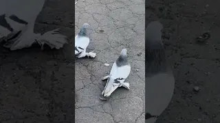 Ереванки(Уды)игра🙌🕊