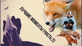 Охота с ягдтерьером, лучшие моменты (часть 2).Fox Hunt with Jagdterrier