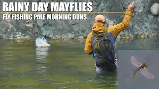 Rainy Day Mayflies - Fly Fishing Rainbow & Brown Trout During the Pale Morning Dun Mayfly Hatch