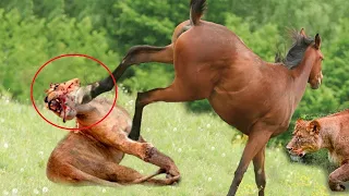 Pitiful! A Wild Horse Delivers A Lethal Kick That Causes The Lion King To Collapse In Agony
