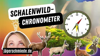 ⏱SCHALENWILD-CHRONOMETER⏱ - 🦊Jagdprüfung Wildtierkunde🦊