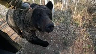 Нервный эксперимент с медведями.