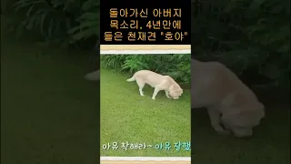 돌아가신 아버지 목소리, 4년만에 들은 천재견 "호야"의 반응은?