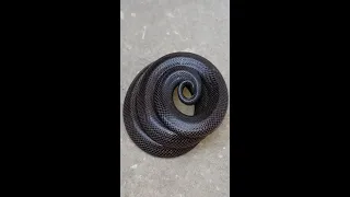 Weird snake 🐍 #shorts
