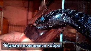 Сушняк у кобры. Snake drinking water