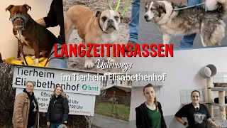 Langzeitinsassen Unterwegs - Tierheim Elisabethenhof