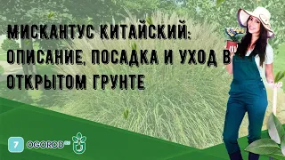 Мискантус китайский: описание, посадка и уход в открытом грунте