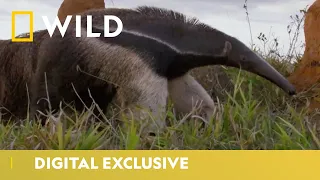 Giant Anteater vs Termites | South America's Weirdest Animals | National Geographic Wild UK