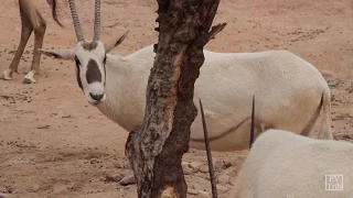 Creature Feature — Arabian Oryx